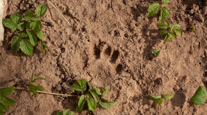 James Bridle Interview