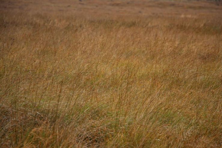 middle distance image of walton moss as just brown