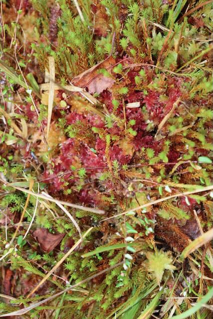 The colourful surface of walton moss green and black and red sundew