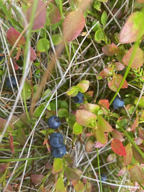 The colourful surface of walton moss green and black and red
