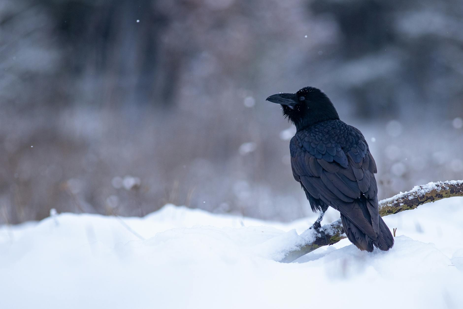 Croci Liked Crow