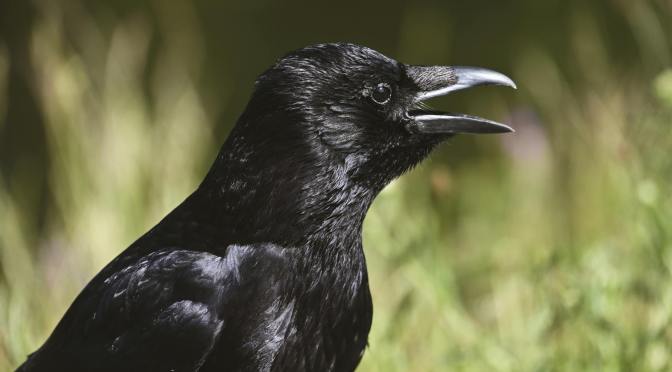 The Song of the Crow