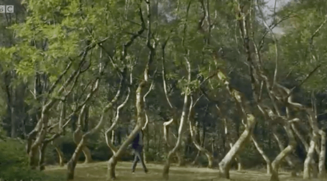 Forest, Field & Sky: Art out of Nature