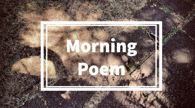 What are the Jackdaws Up To Today ?